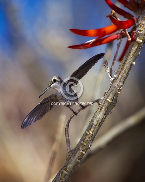 Hummingbird with Coral Bean