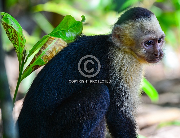Friar Monk, Capuchin Monkey
