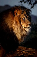Lion-Lion At First Light