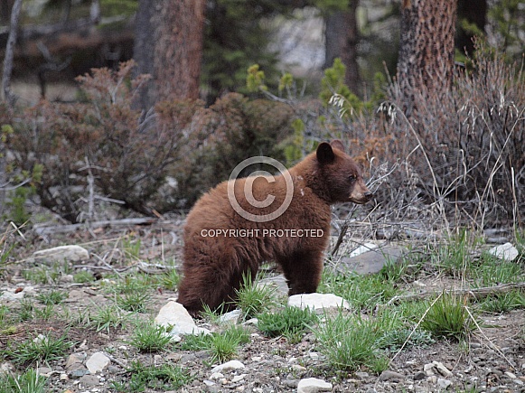 Cinnamon black bear mother and cubs