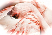 Flamingo Tuck