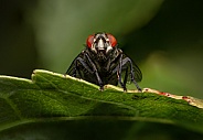 Fly with red eyes