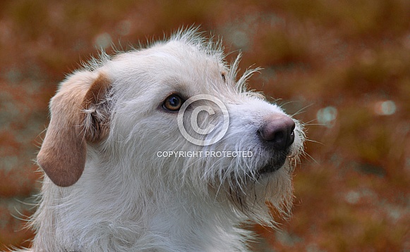 Terrier Portrait