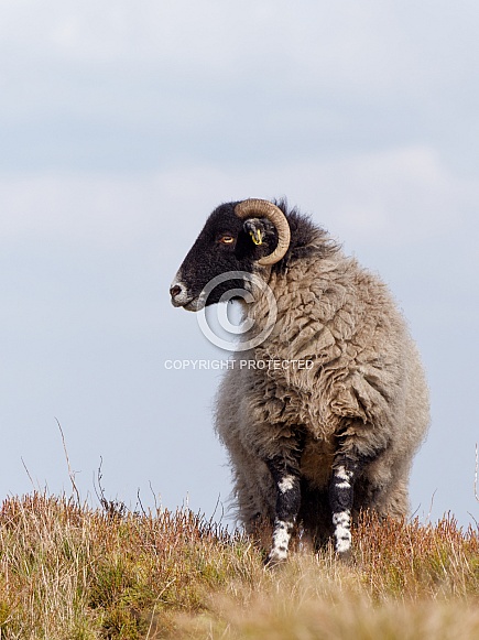 Domestic sheep - Swaledale