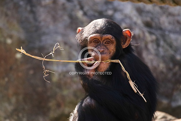Young Chimpanzee