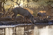 Warthogs at Dawn