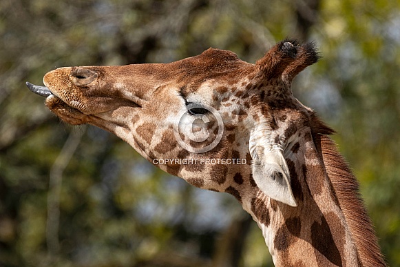 Giraffe Side Profile Sticking Tongue Out