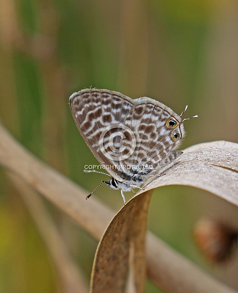 Lang's short tailed Blue
