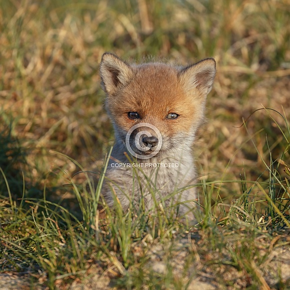 Red fox and cubs