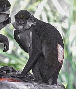 Schmidt's spot-nosed guenon monkey - Cercopithecus ascanius schmidti looking at camera
