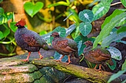 Crested partridge with chicks
