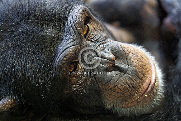 Chimpanzee Close Up