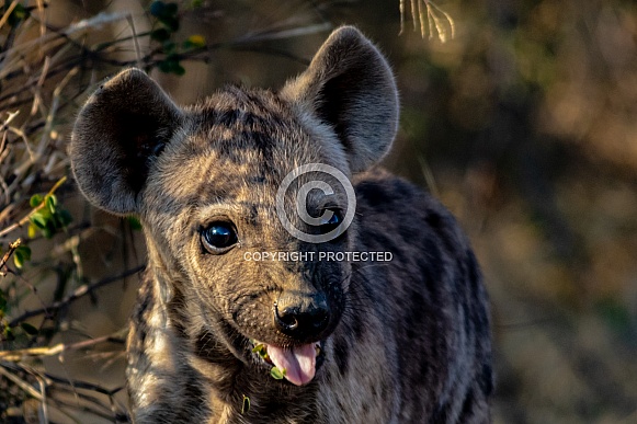 Hyena Puppies