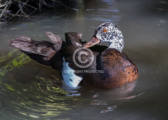 White-winged Duck