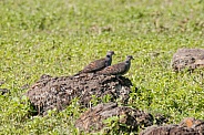 Dusky Turtle Doves