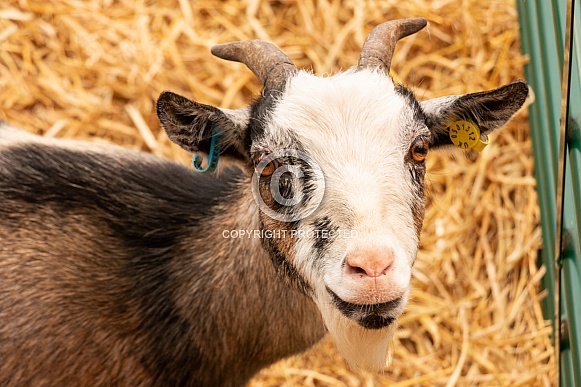 Goat Head Shot Looking At Camera