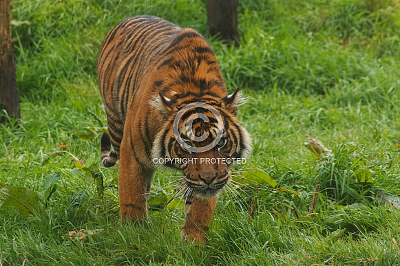 Sumatran Tiger Walking Towards Camera