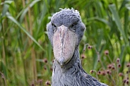 Shoebil stork