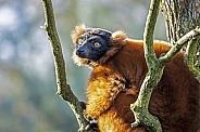 Red lemur