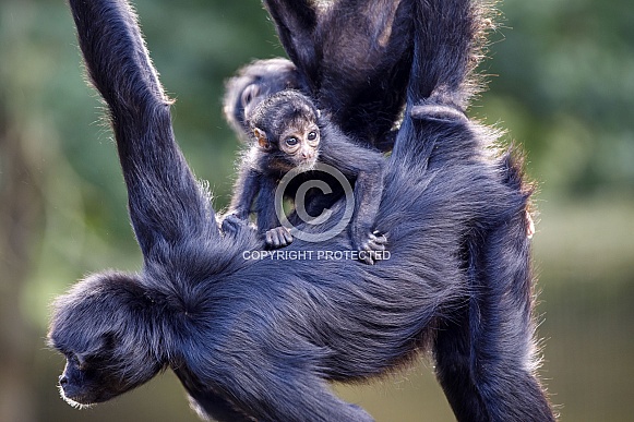 Colombian spider monkeys (Ateles fusciceps)