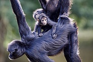 Colombian spider monkeys (Ateles fusciceps)
