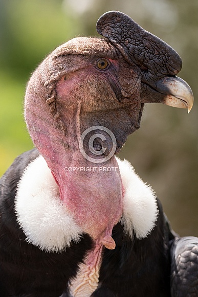 Andean Condor Portrait Side Profile