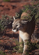 Cougar Puma concolor