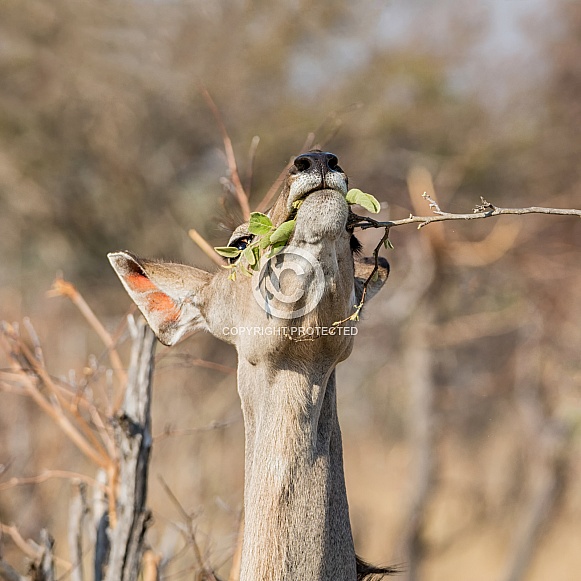 Female Kudu Eating
