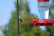 Calliope Hummingbird - Hovering