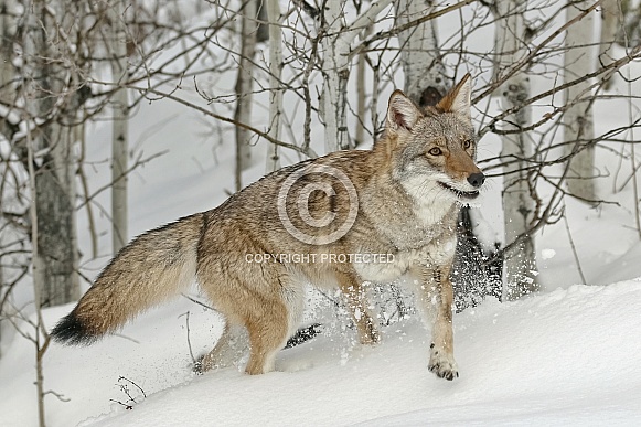 Coyote-Coyote in Snow