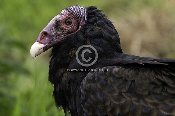 Turkey Vulture Close Up