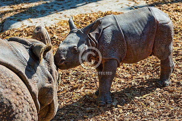 Rhino Calf
