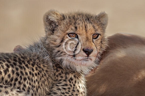 An inquisitive cheetah cub