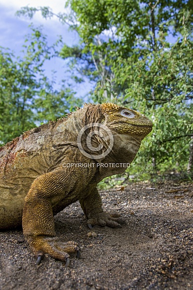 Land Iguana - Galapagos Islands - Ecuador