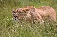 Stalking African lioness