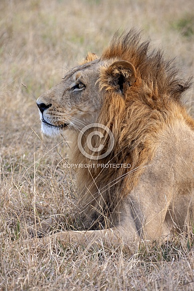 Lion - Botswana - Africa
