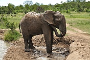 Bathing African Elephant