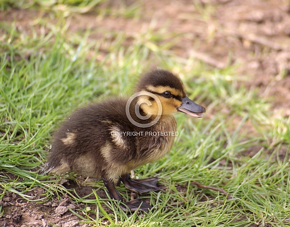 Mallard Duckling