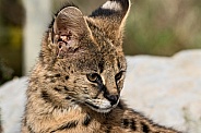Young Serval Close Up Looking Down