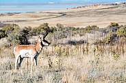 Wild Antelope, Pronghorn