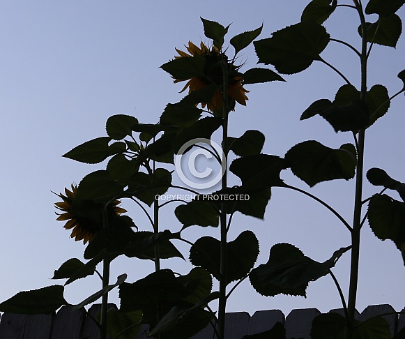 Silhouette of Sunflowers