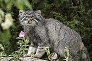 Manul/Pallas Cat Standing On A Rock