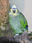 Blue Front Amazon Parrot
