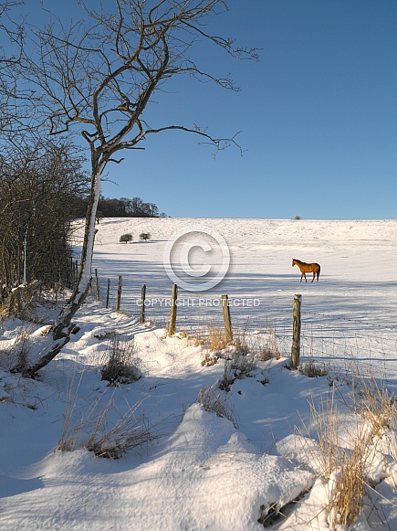 Horse in a paddock in winter