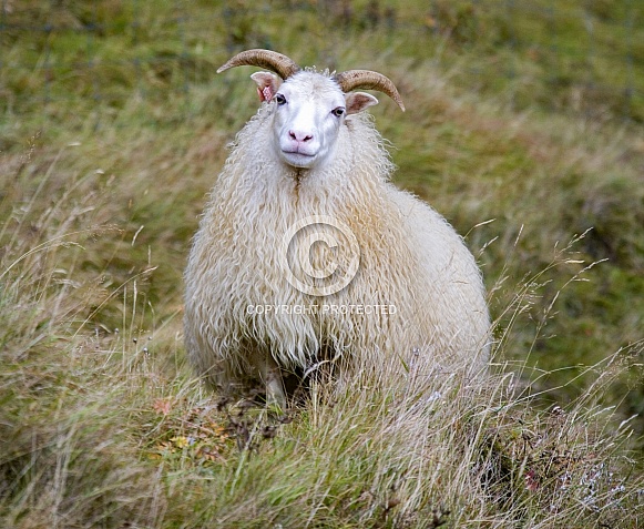 Icelandic Sheep - Iceland
