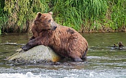 Grizzly Bear Resting From Fishing
