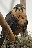 Aplomado Falcon