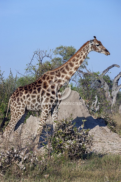 Giraffe near a termite mound - Botswana