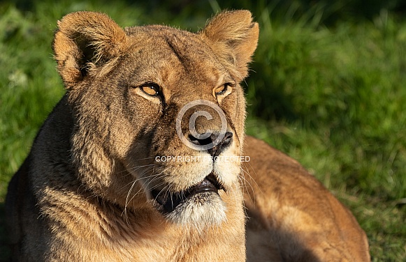 Female African Lion Lying Down In Sunshine