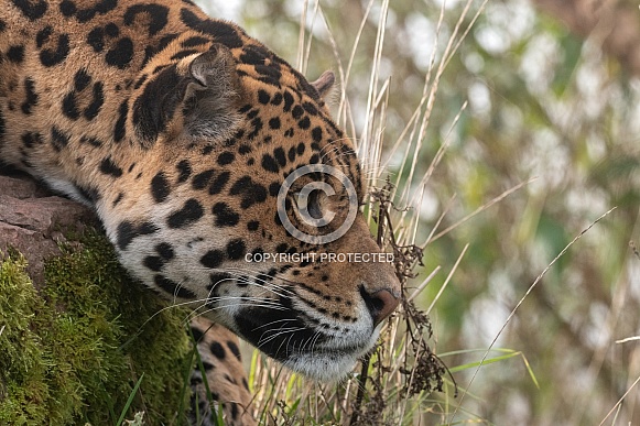 Jaguar Close Up Side Profile